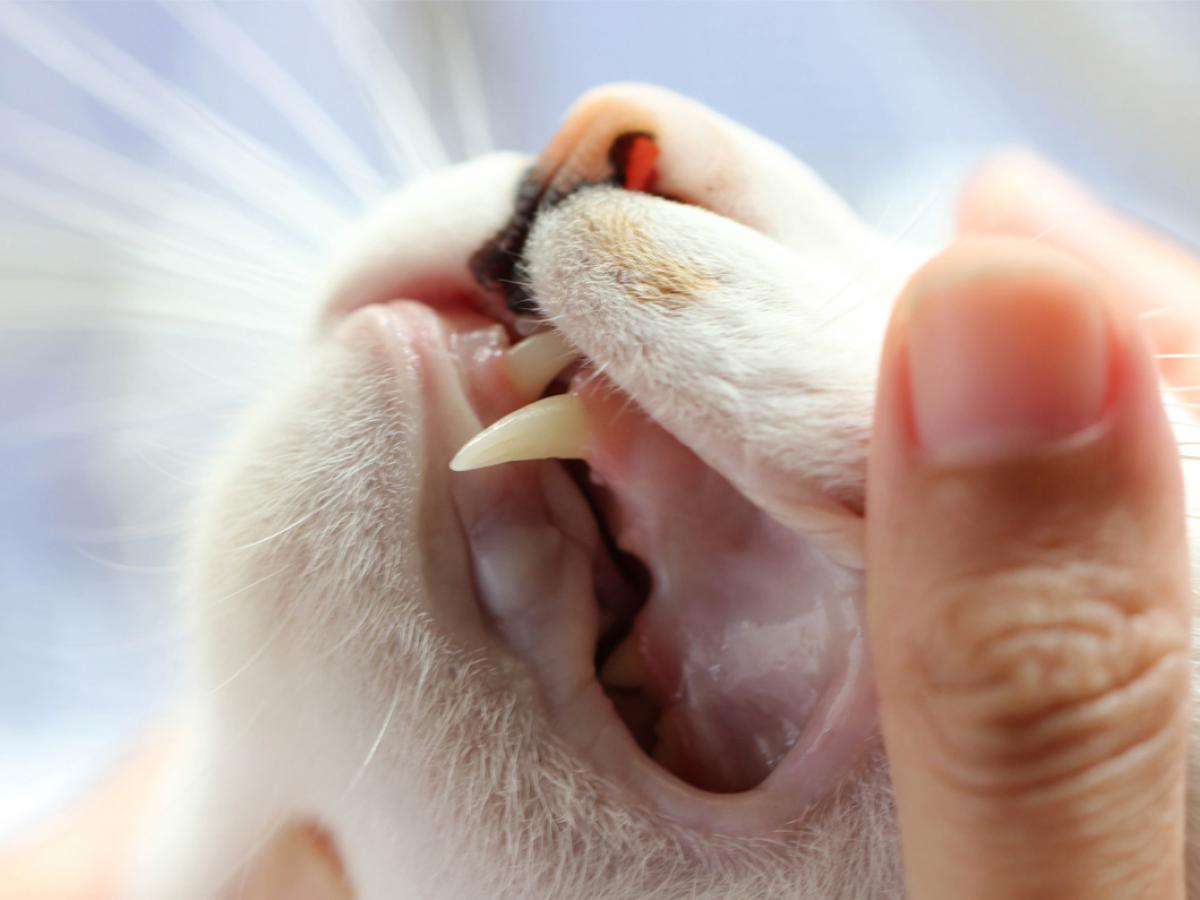 Tandhygiëne bij honden en katten